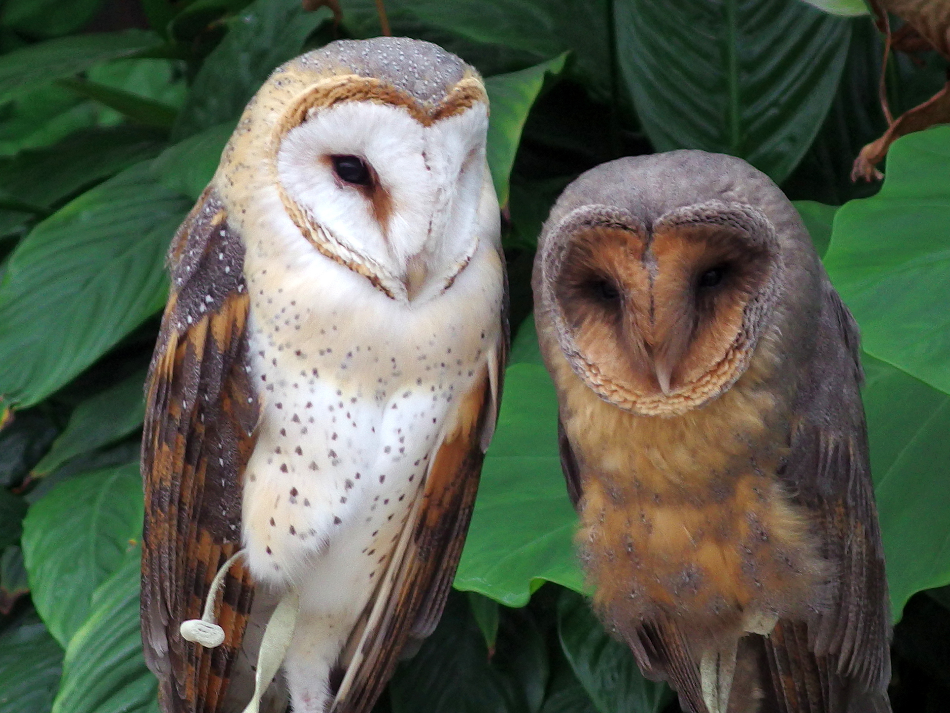 動物 鳥 ペンギン メンフクロウ 壁紙19x1440 壁紙館