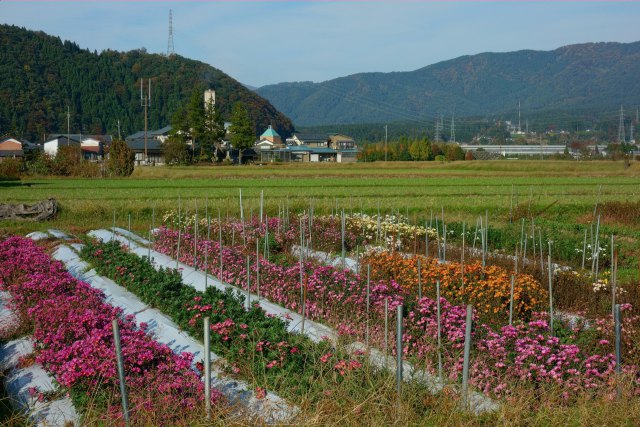 大野の菊畑