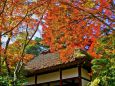 常寂光寺の紅葉