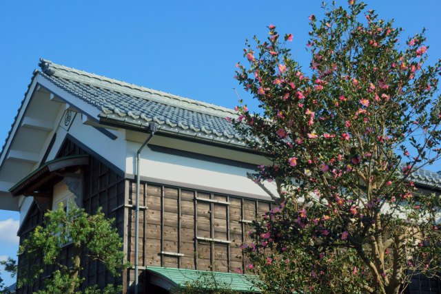 桃色山茶花と倉