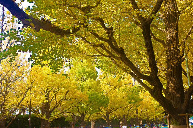 神宮外苑のいちょう並木