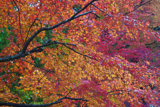 月待の滝 入口付近の紅葉