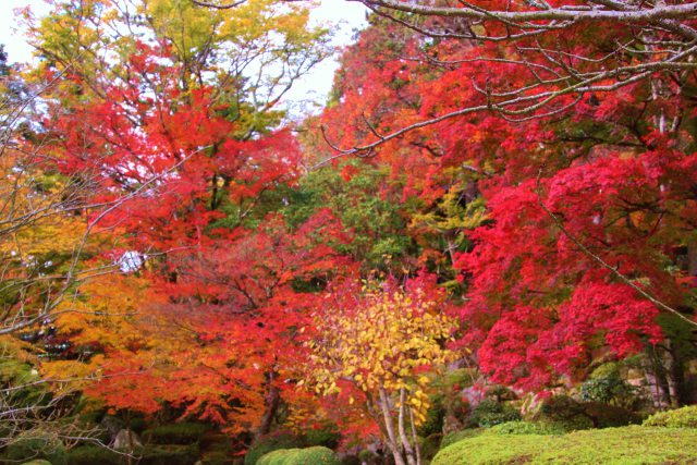 紅葉まっさかり