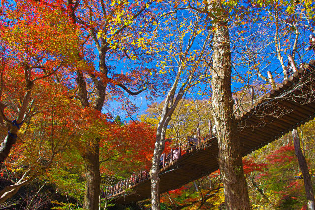花貫渓谷 汐見滝吊り橋と紅葉