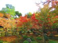 京都圓光寺十牛の庭の紅葉2