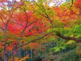 京都圓光寺の紅葉