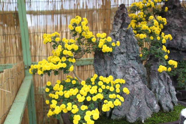 石と黄色い菊