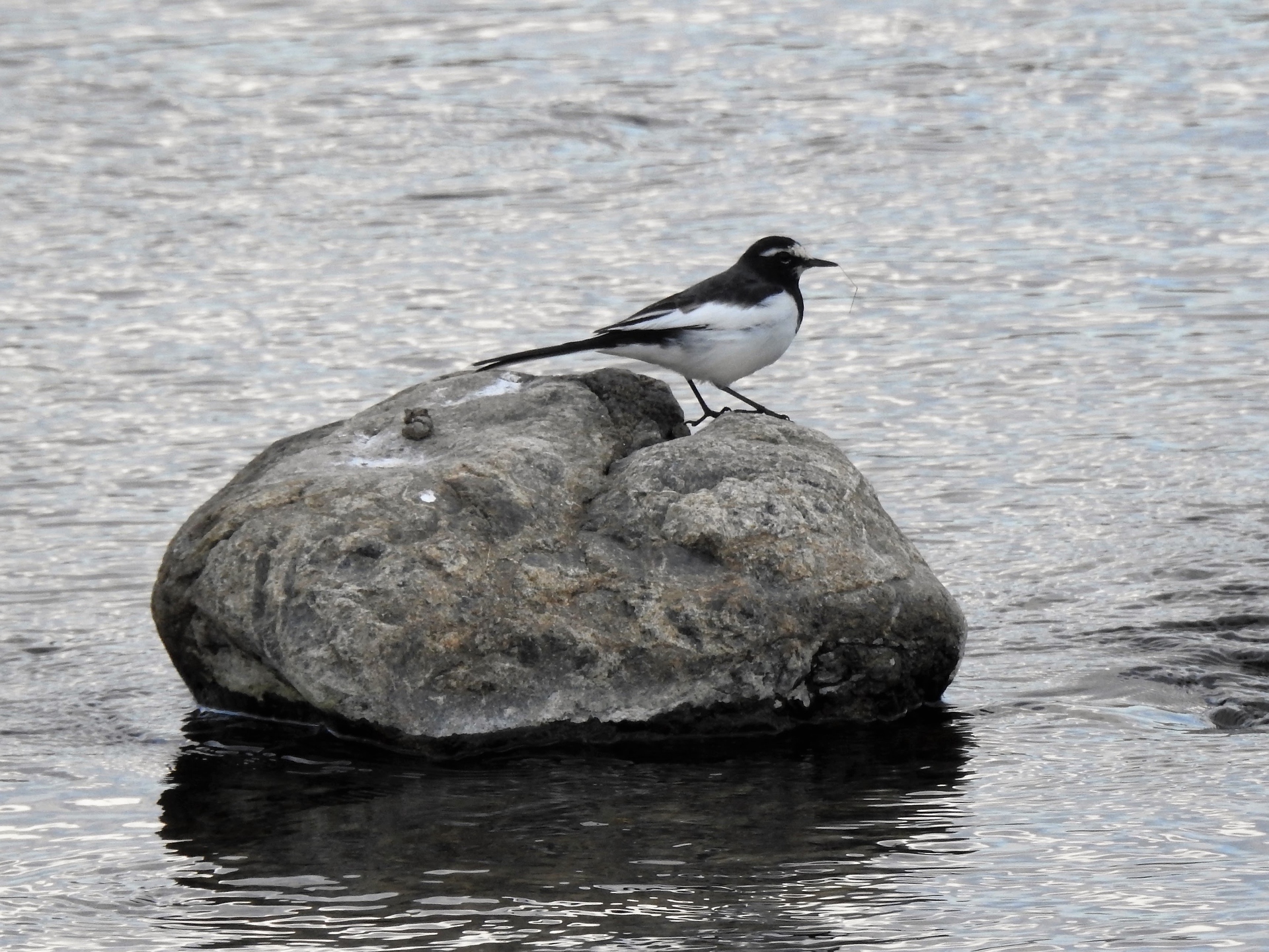 動物 鳥 ペンギン セグロセキレイ 壁紙19x1440 壁紙館