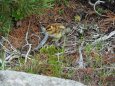 白馬乗鞍岳のチビ雷鳥