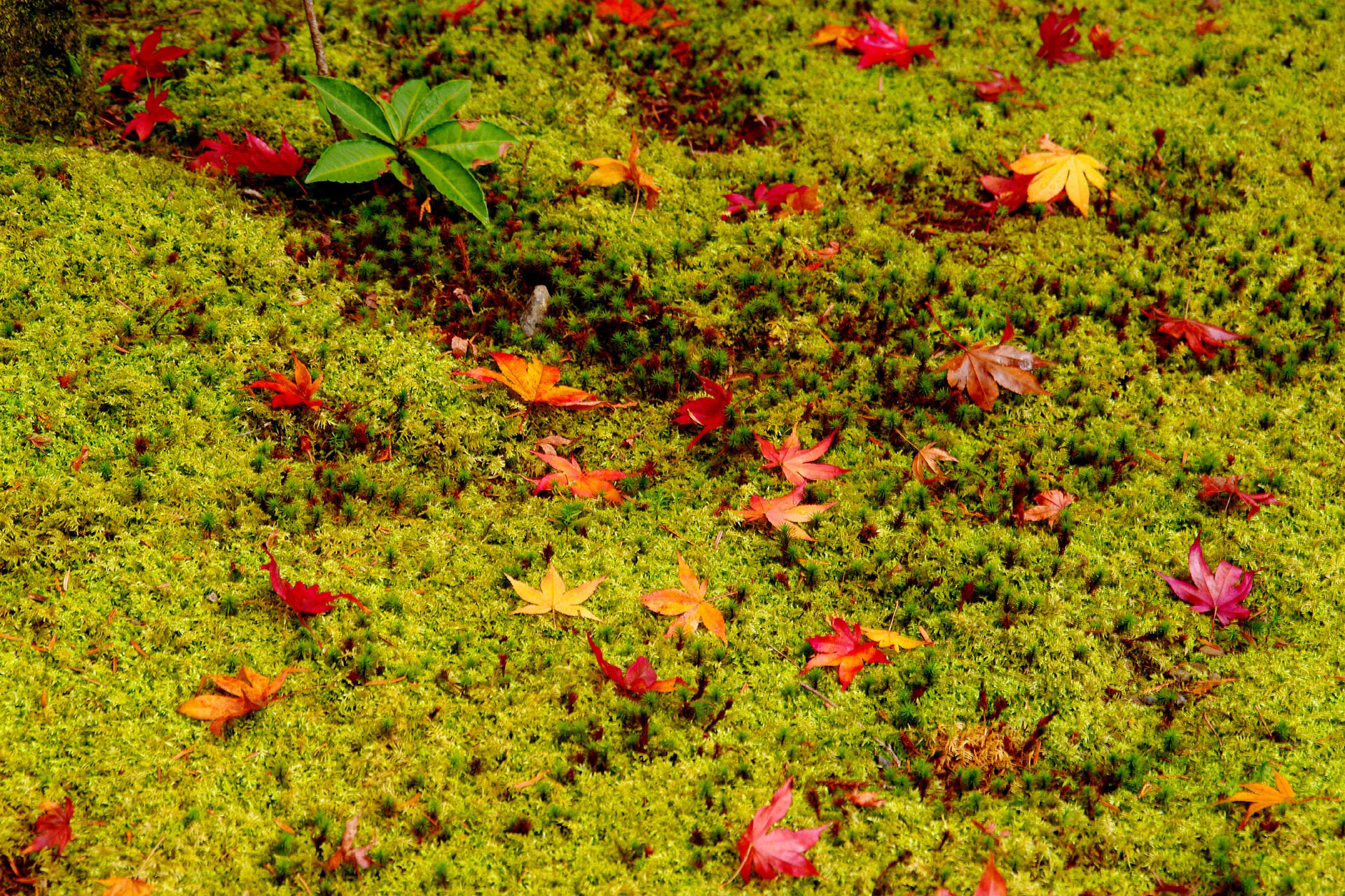花 植物 苔の上の散り紅葉 壁紙19x1280 壁紙館