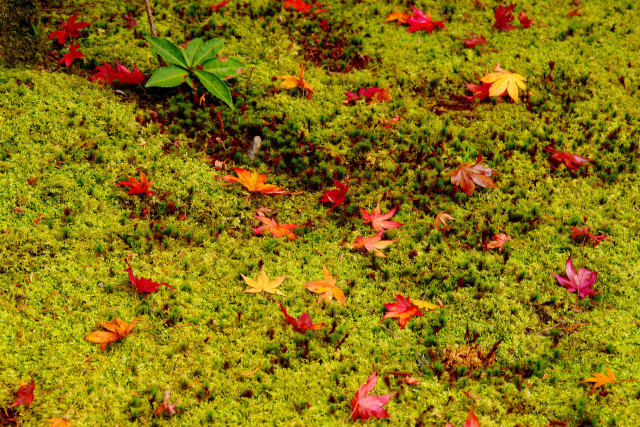 苔の上の散り紅葉