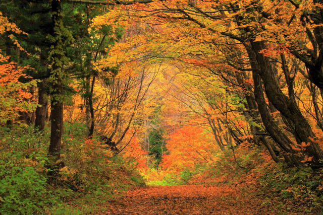 落葉と紅葉の山道