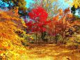 銀杏の落葉と紅葉