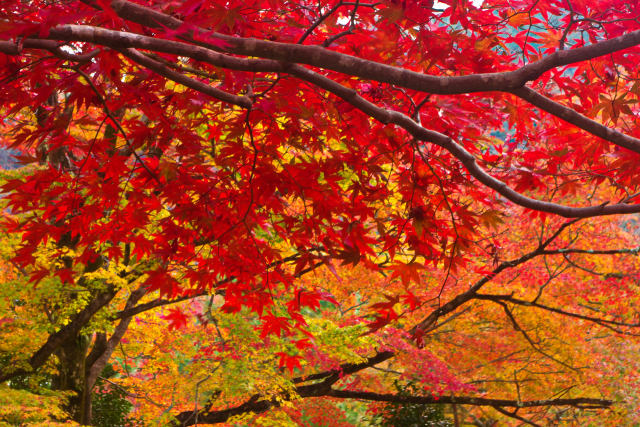 京の秋・嵐山 宝厳院の紅葉