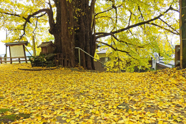 銀杏の葉に彩られた神社境内
