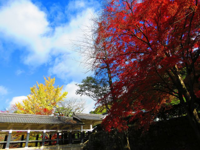 南禅寺登り廊下の紅葉