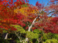 京の秋・岩倉 実相院の紅葉