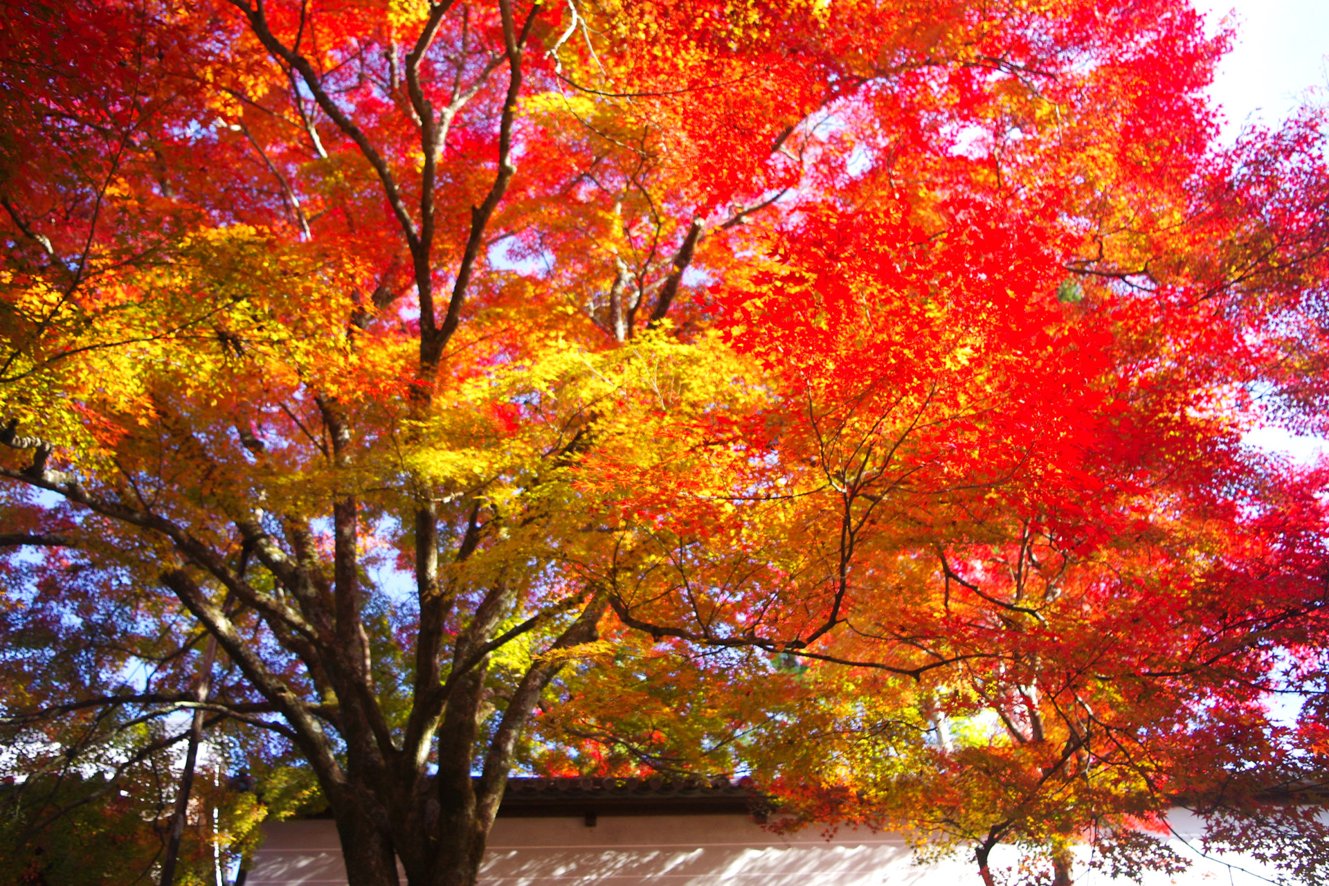 日本の風景 京の秋 曼殊院の紅葉 壁紙1920x1280 壁紙館