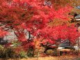 お寺の紅葉