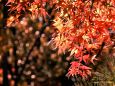 紅葉と玉暈け