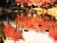 紅葉の映り込み