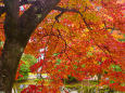 天龍寺 参道の紅葉