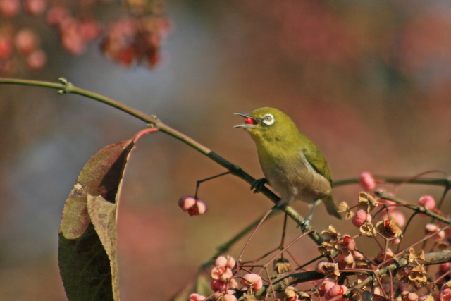 最後のマユミ(メジロ)