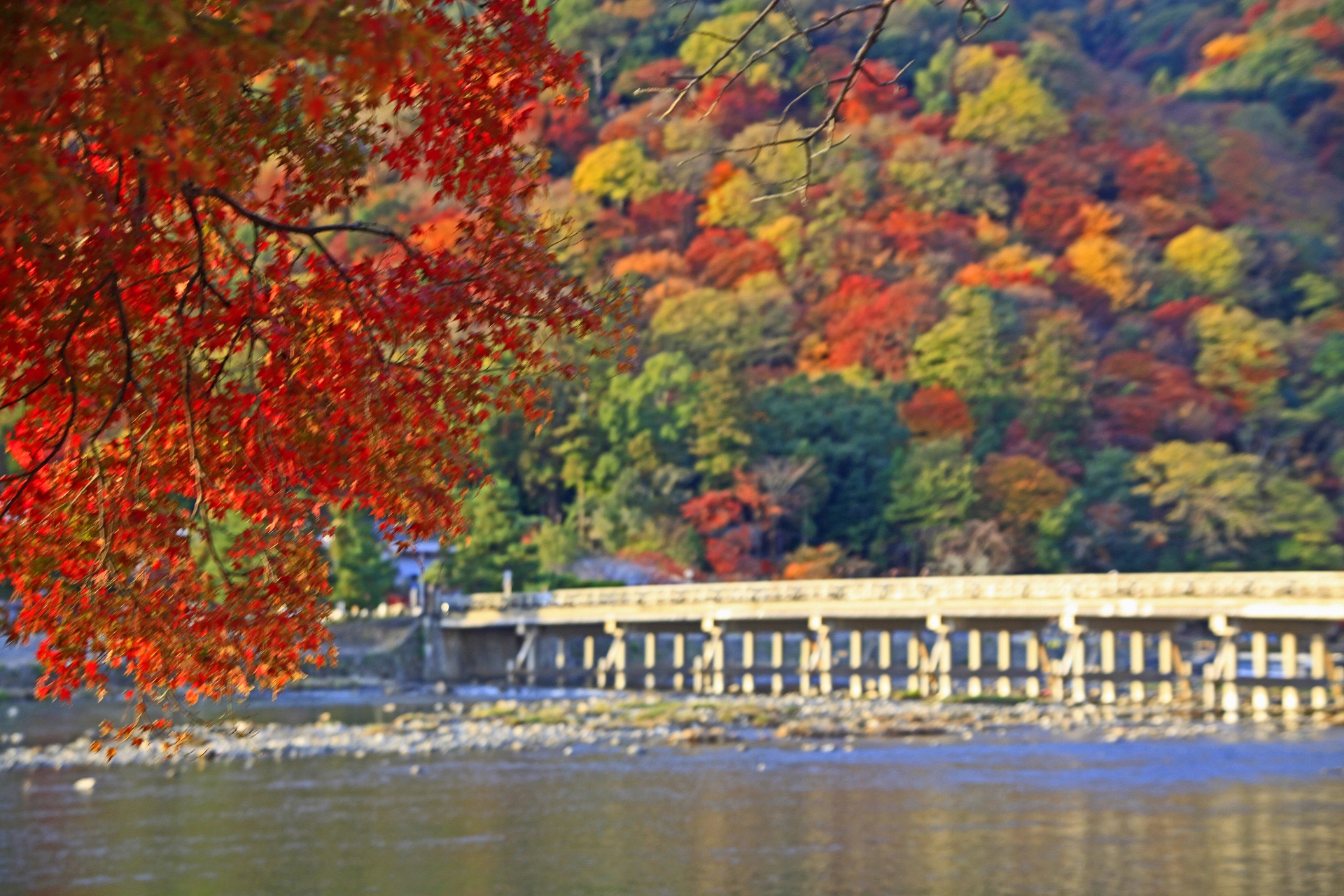 日本の風景 嵐山の紅葉 壁紙19x1280 壁紙館