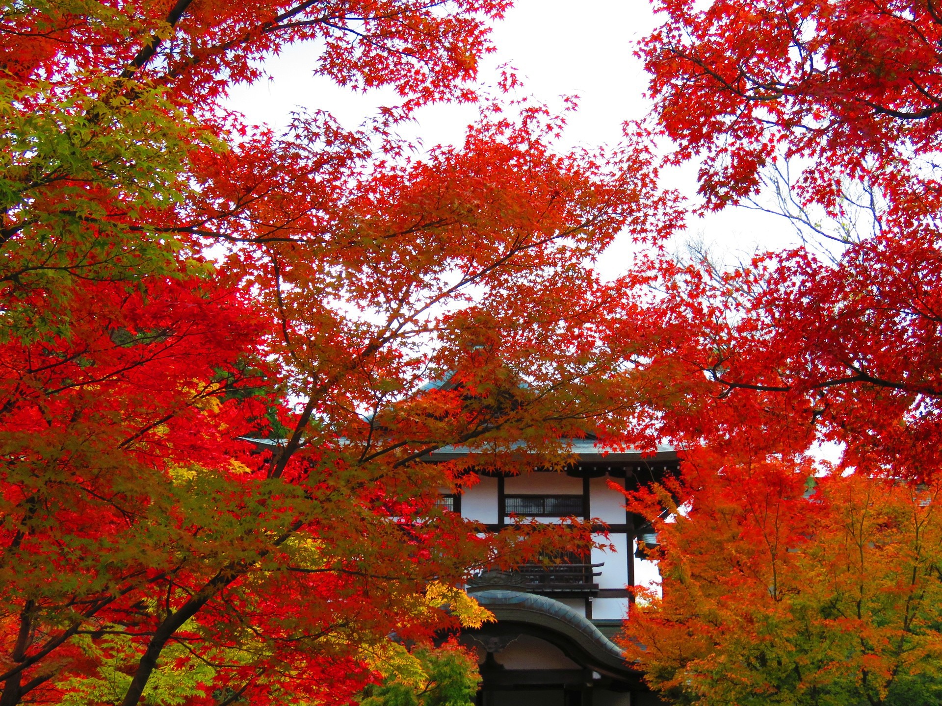 日本の風景 永観堂図書館前の紅葉 壁紙19x1440 壁紙館