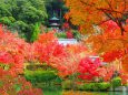 永観堂の紅葉多宝塔遠景