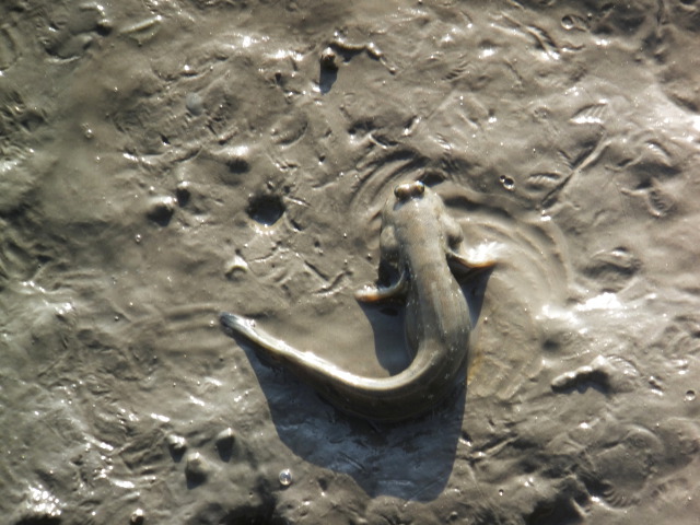 有明海干潟のトビハゼ君