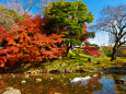 小石川後楽園の紅葉