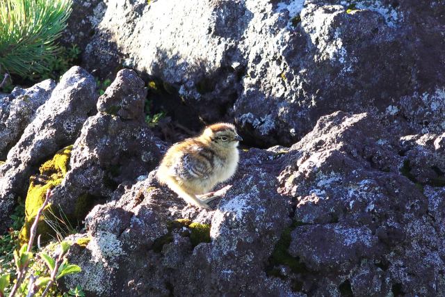 継子岳のチビ雷鳥5