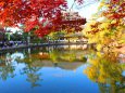 奈良公園紅葉