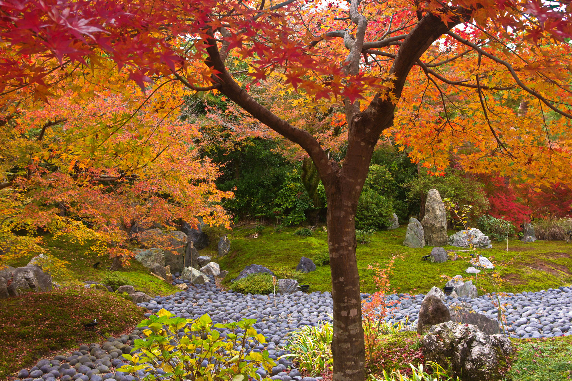 日本の風景 嵐山 宝厳院の枯山水と紅葉 壁紙19x1280 壁紙館