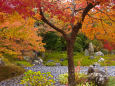 嵐山 宝厳院の枯山水と紅葉