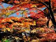 八瀬の栖賢寺紅葉(5)