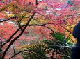 八瀬の栖賢寺紅葉(6)