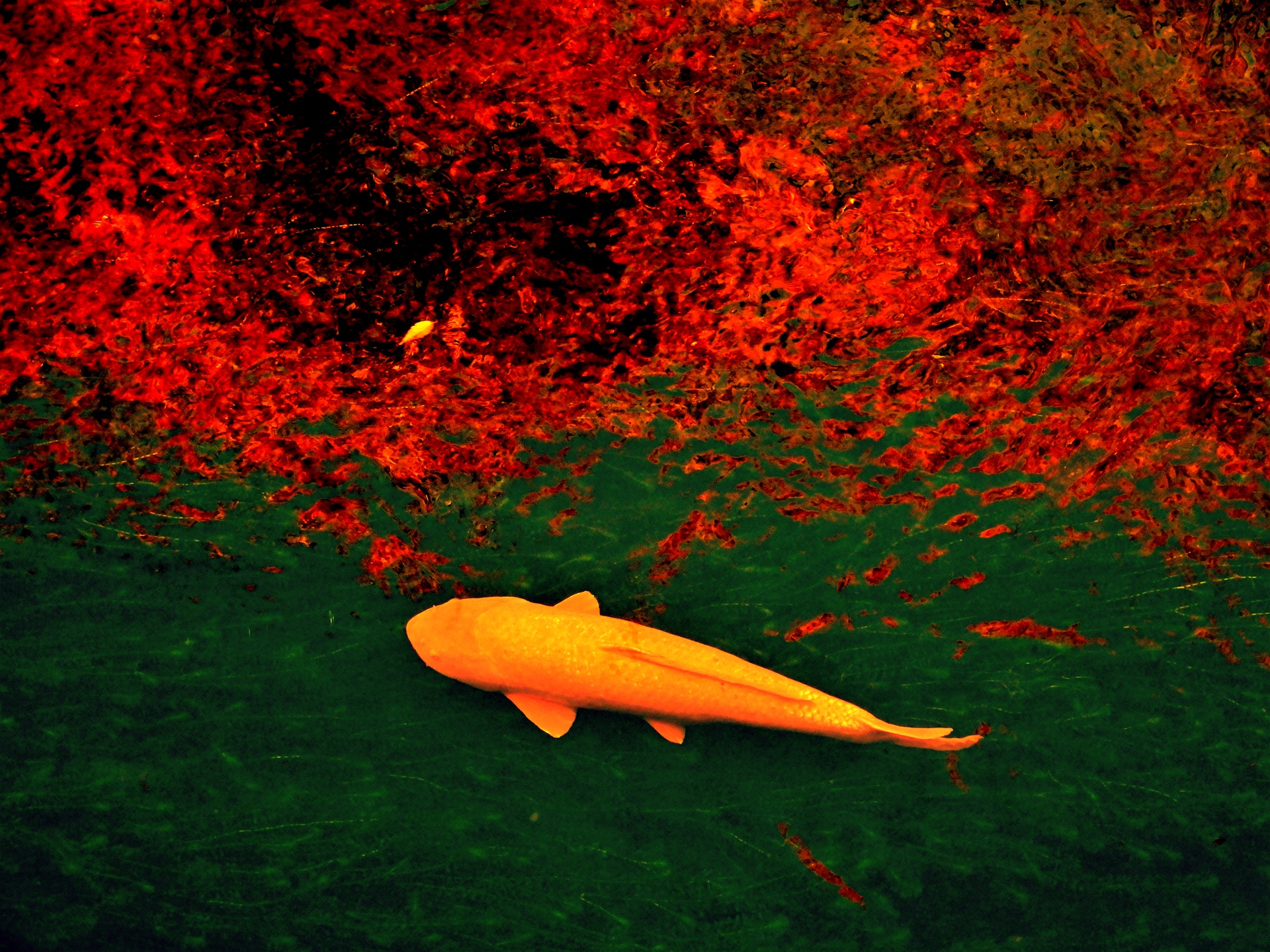魚 水生生物 紅葉を映す川を泳ぐ鯉 壁紙19x1440 壁紙館