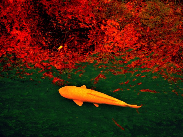 紅葉を映す川を泳ぐ鯉