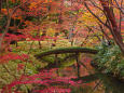 六義園 山陰橋と紅葉