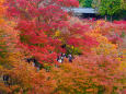 東福寺を彩る紅葉