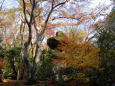 京都の紅葉・赤山禅院・#1