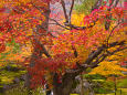 嵐山 宝厳院の紅葉