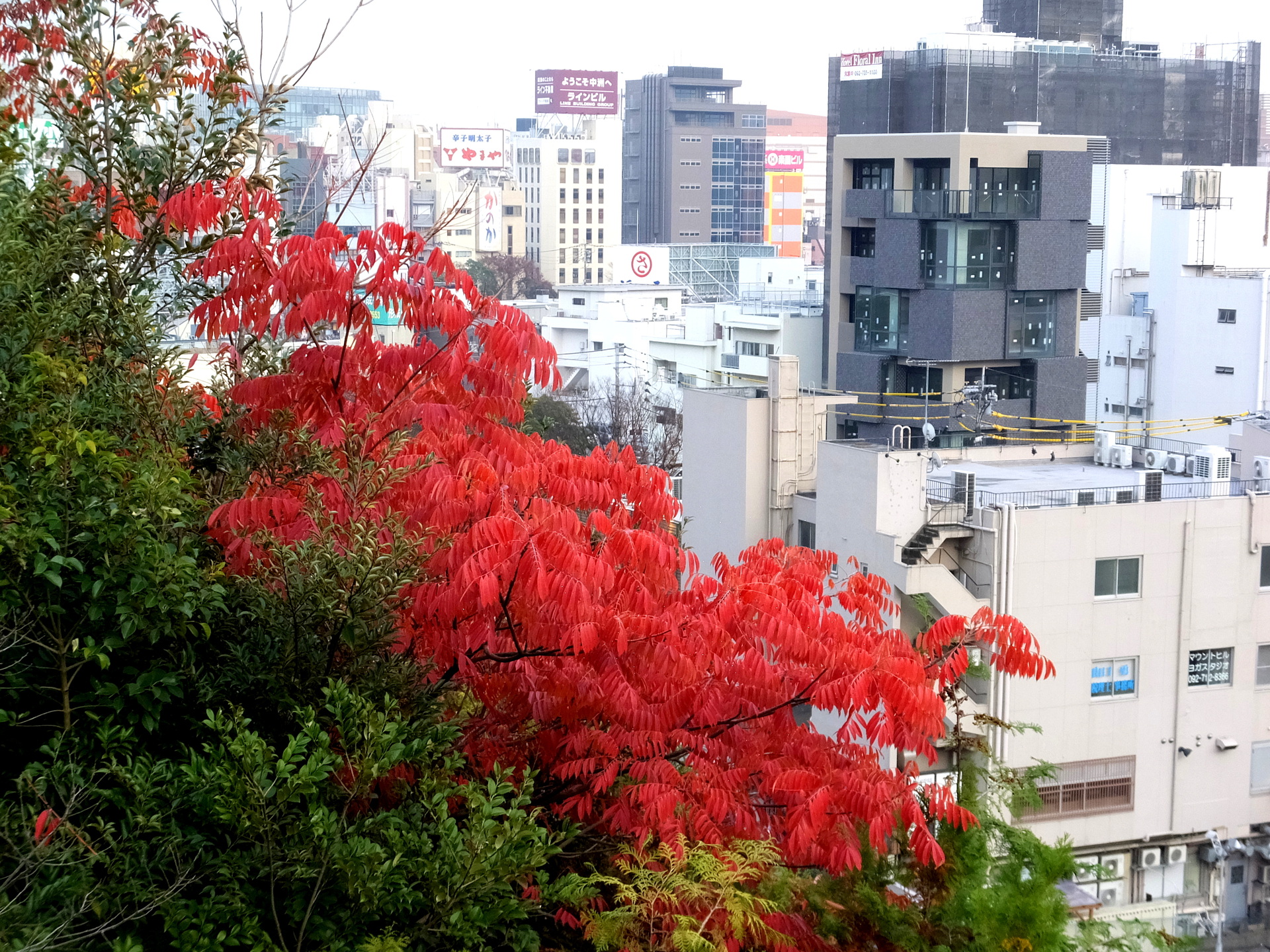 日本の風景 都会の紅葉 福岡天神 壁紙19x1440 壁紙館