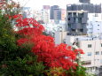 都会の紅葉、福岡天神