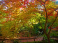 有栖川宮記念公園の紅葉