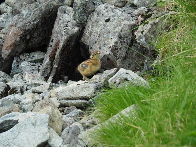 南岳のチビ雷鳥2
