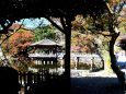 奈良公園の秋(4)