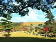 奈良公園の秋(9)